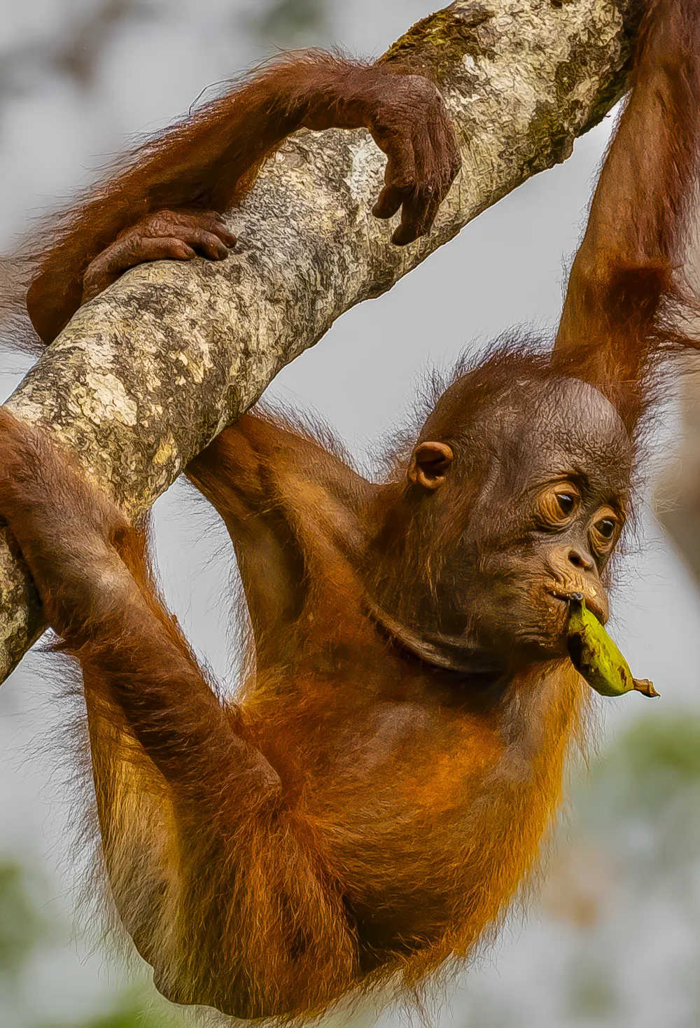 While on a photographic project Borneo, I noticed this young orangutan hanging in a tree alone while his mother was nearby. He had gotten a small banana and was looking for a place to settle and eat it.