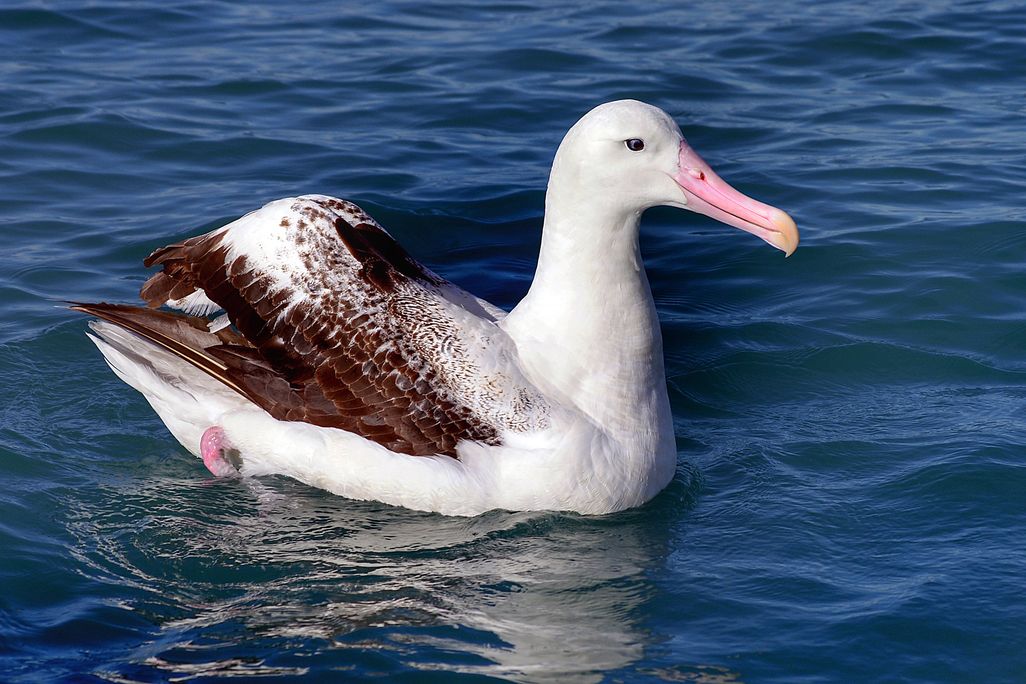 Large white bird with brown wings sitting on water