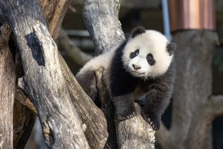 Xiao Qi Ji (pictured) and his parents, Mei Xiang and Tian Tian, are leaving Washington, D.C. on November 8.