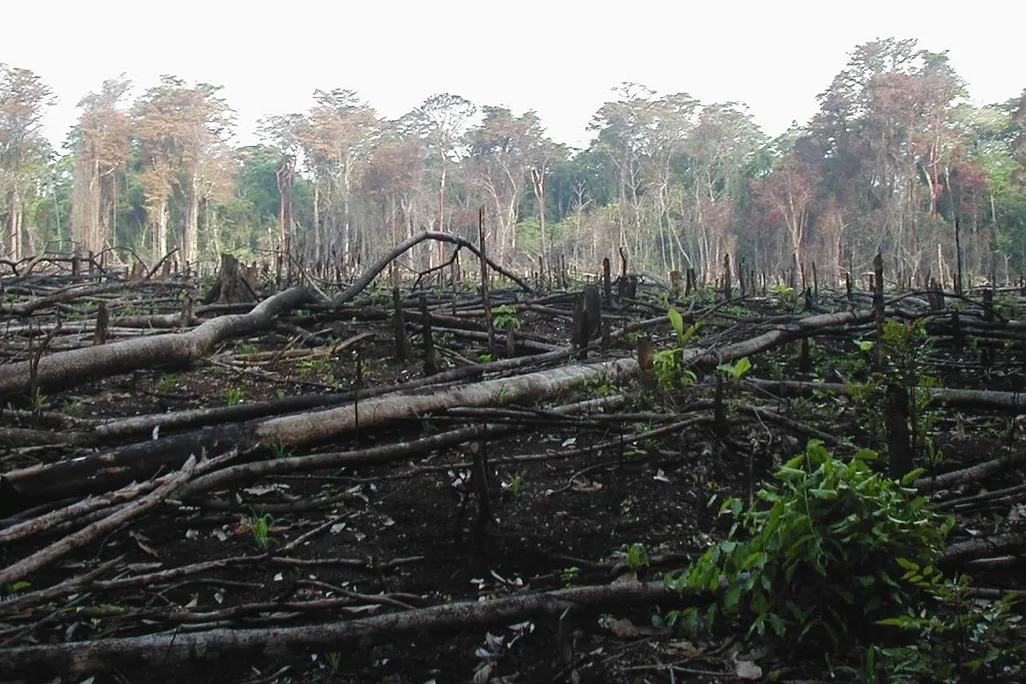 Guatemala Forest