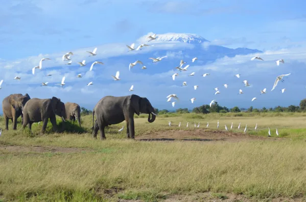 Elephants at the Foot of Mount Kilimanjaro thumbnail