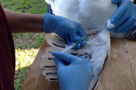 A sentinel chicken gets its blood drawn in Charlotte County, Florida.