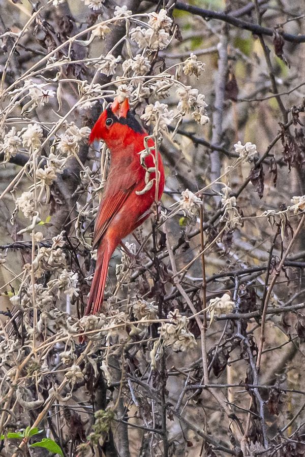 Male Cardinal Feeding thumbnail