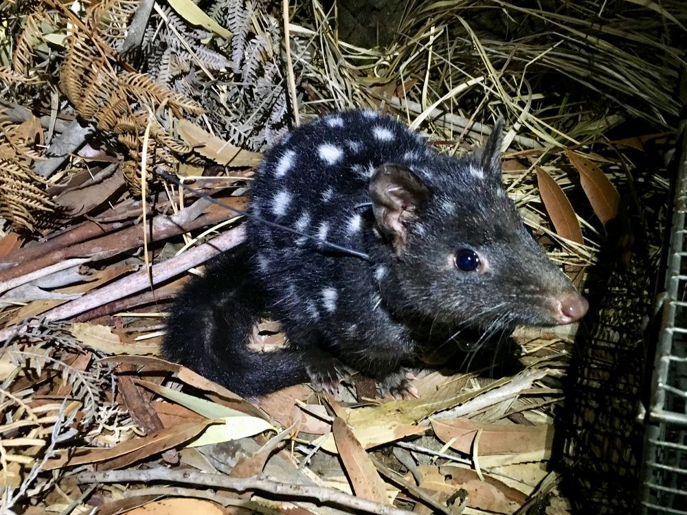 eastern quoll