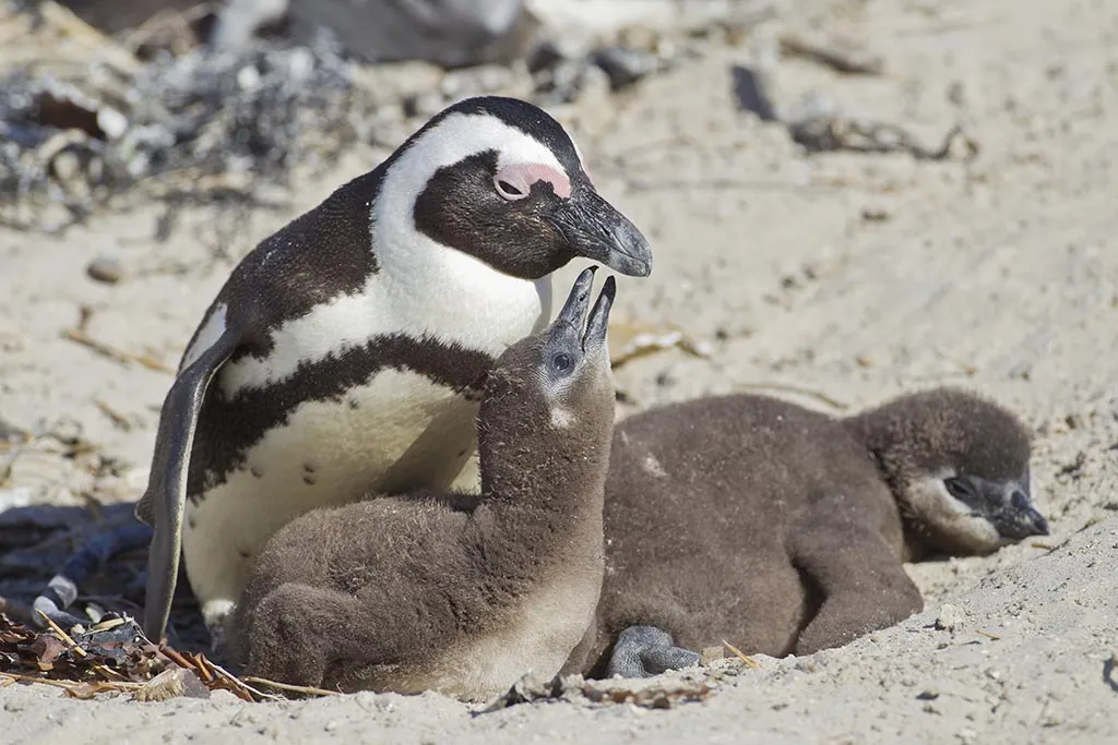 African penguin with chicks