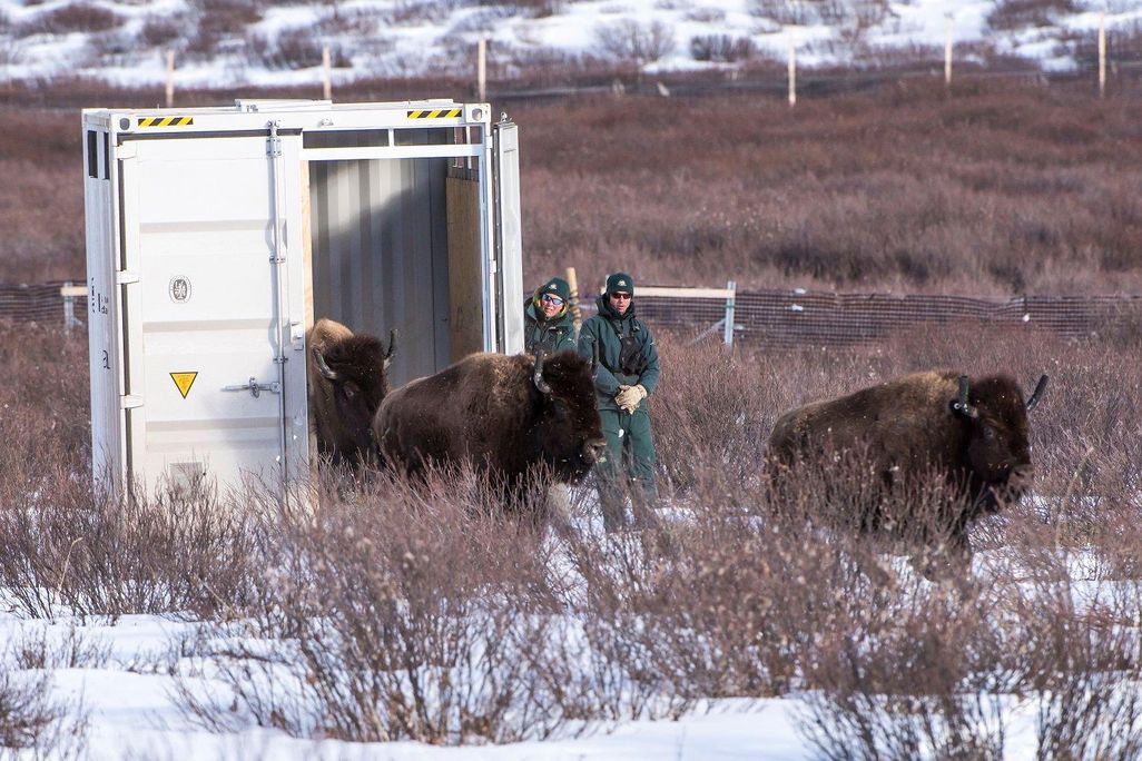 Bison Release