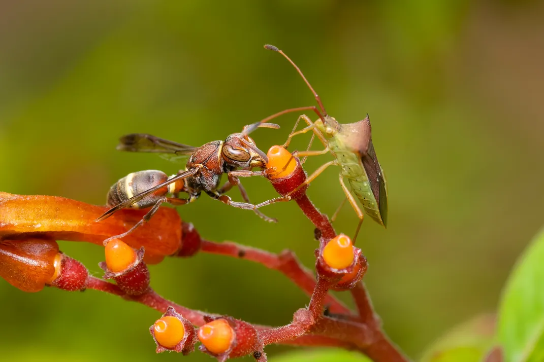 11 - Deux espèces d'insectes différentes, une guêpe et une punaise puante, partagent le nectar de la même fleur.