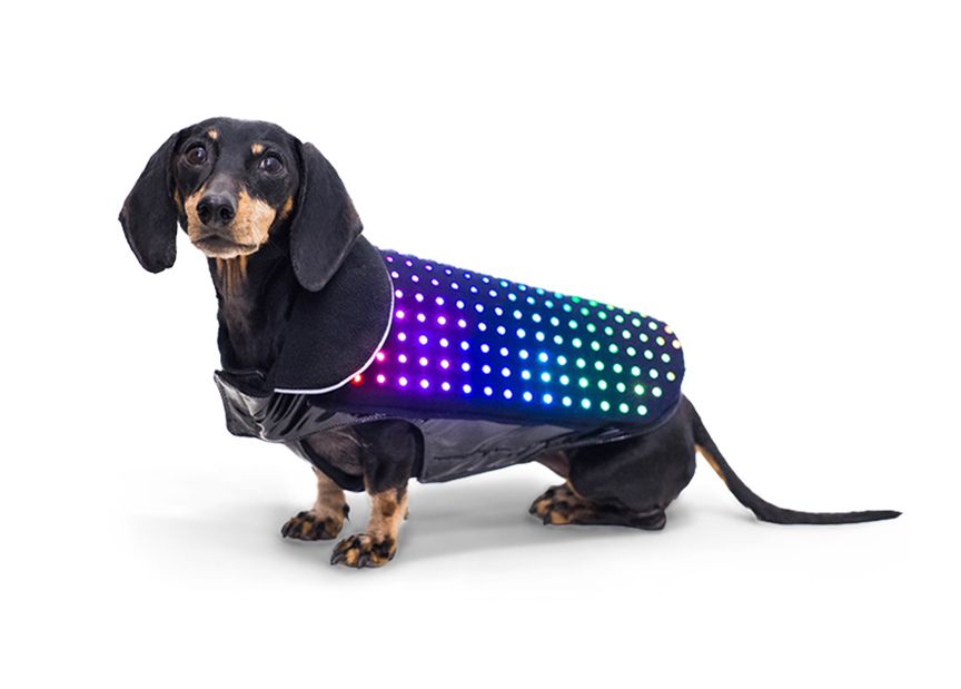 Disco Dog