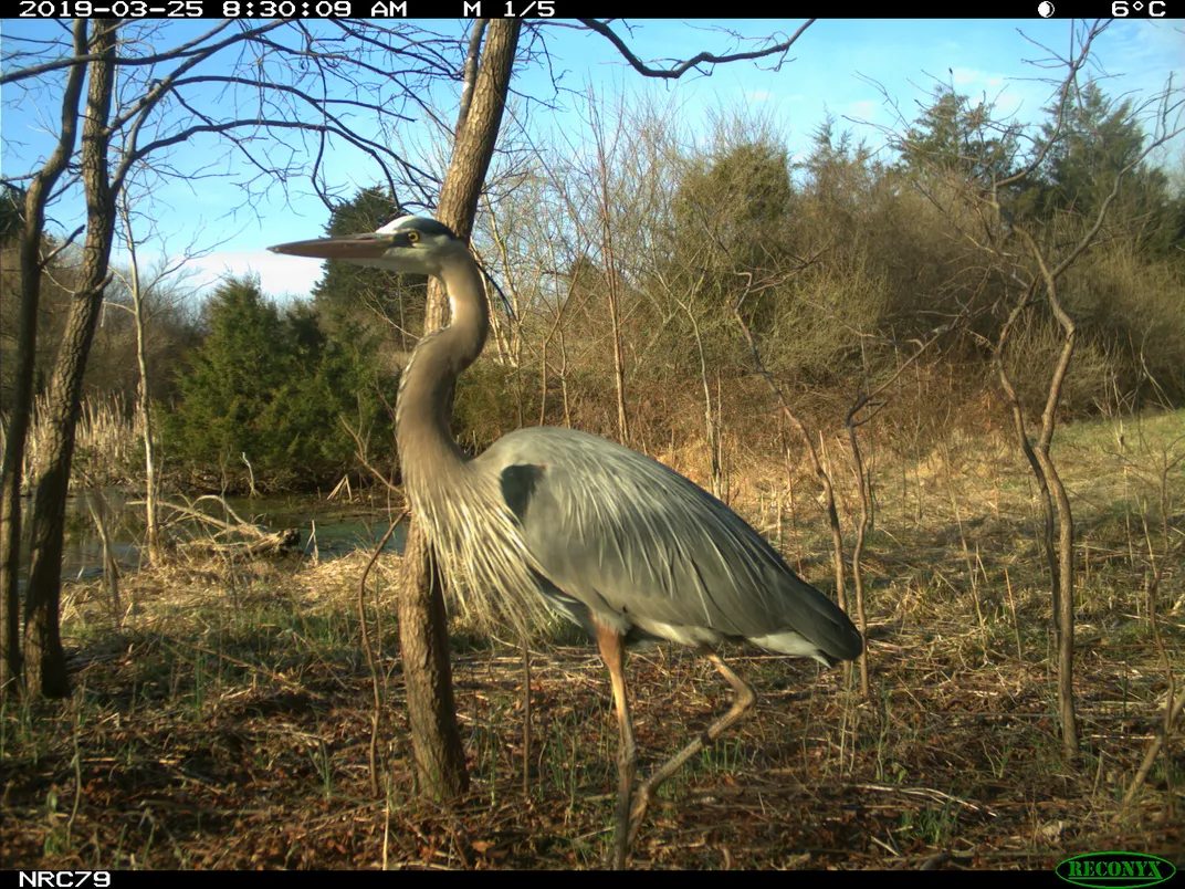A blue heron caught on a trail cam.