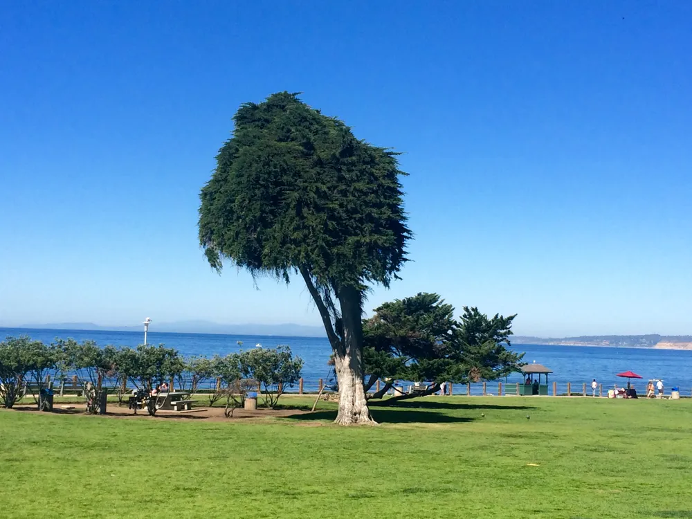 Visit The Original Lorax Tree In Dr Seuss S San Diego Travel Smithsonian Magazine