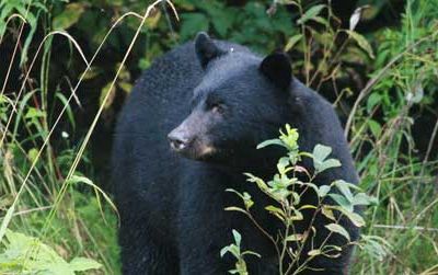Most fatal black bear attacks are carried out by hungry males