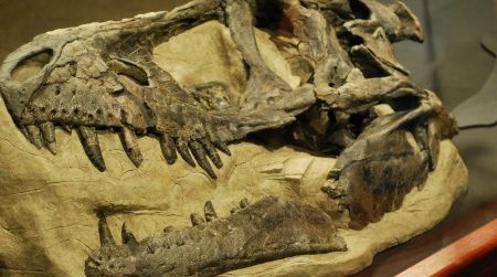A Daspletosaurus skull at the Museum of the Rockies, where Jack Horner is the curator of paleontology.