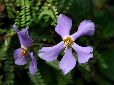 The Pyrenean violet is one of Nature's strange “resurrection plants.”
