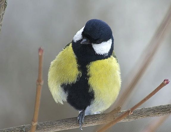 A handsome great tit