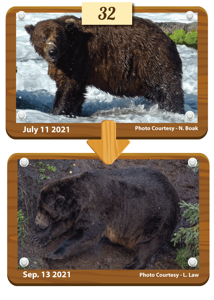 A composite before and after photo of bear 32 Chunk