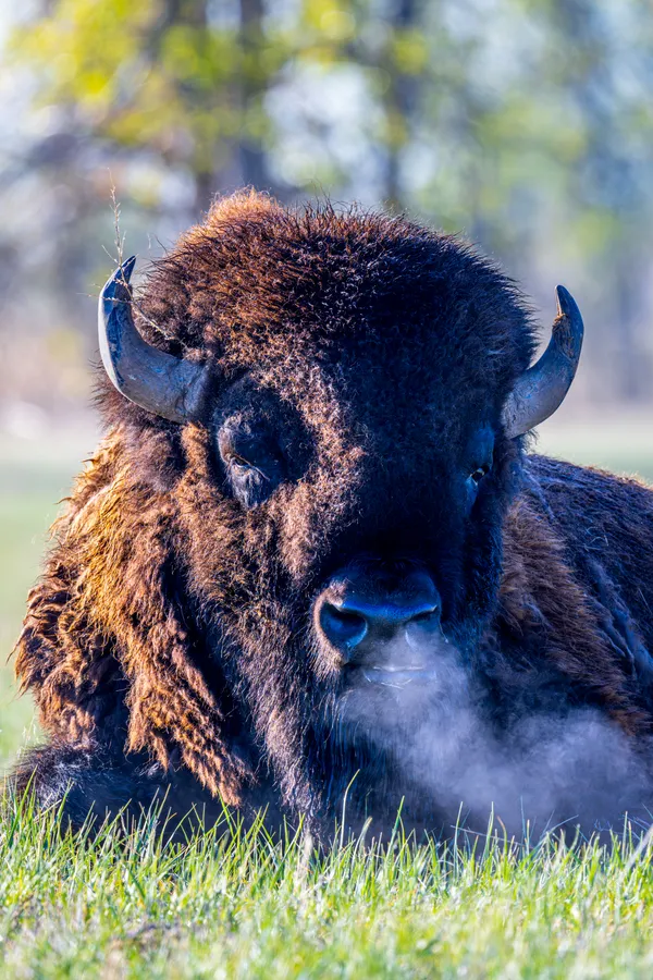 American Bison on Cool Morning thumbnail