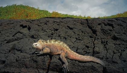 Behold: The Gal&aacute;pagos&rsquo; Marine Iguana