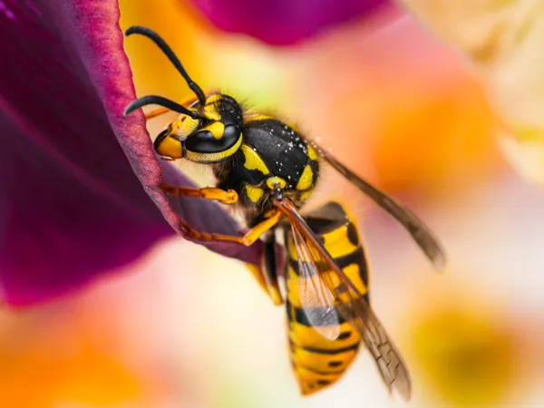 Wasp in the Purple Iris thumbnail