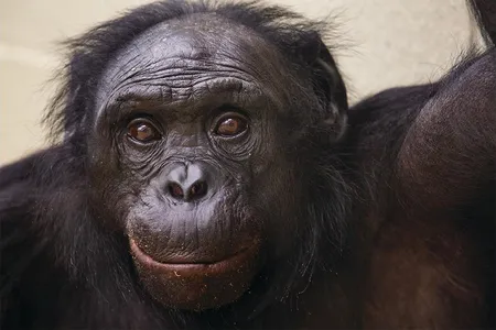 Kanzi, 39, has used lexigrams to communicate with researchers since age 2.