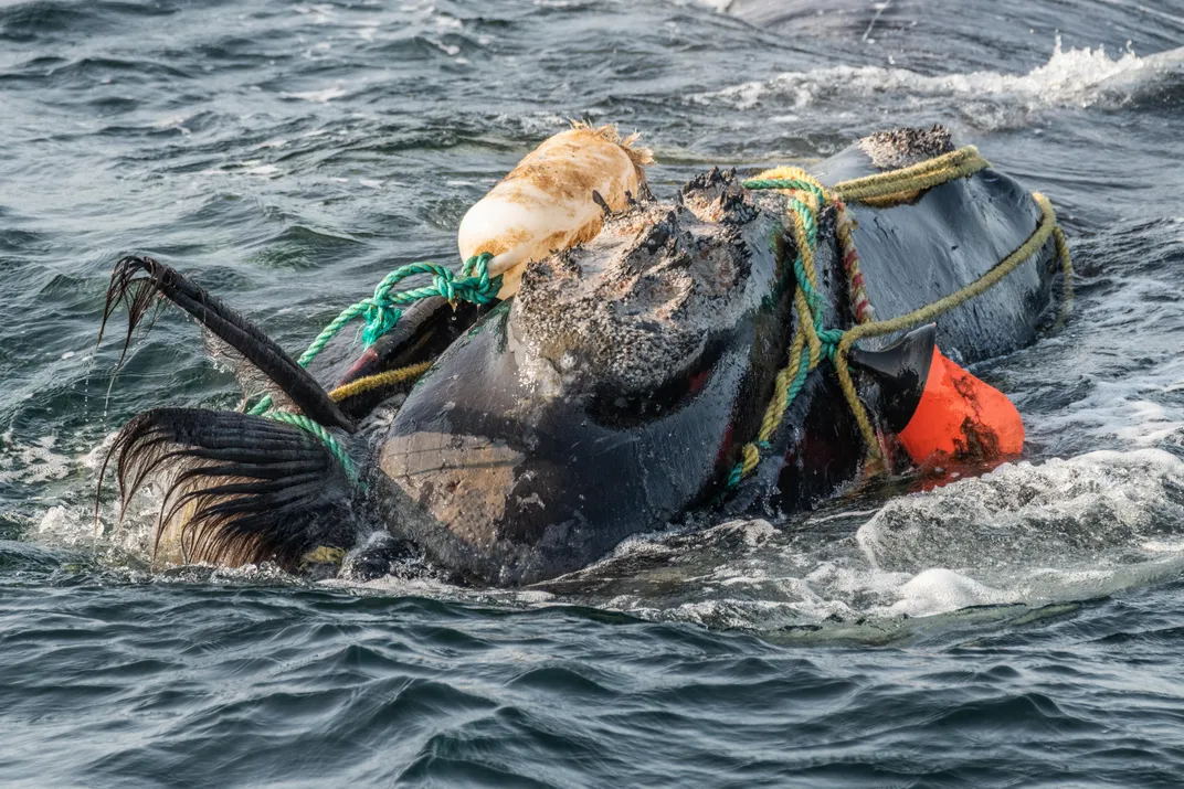 Entangled Whale