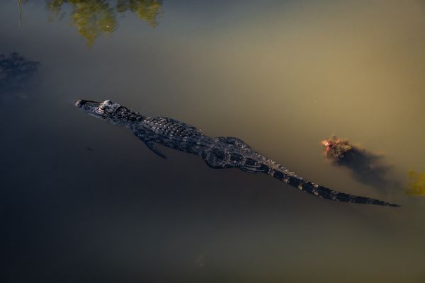Peaceful Alligator thumbnail