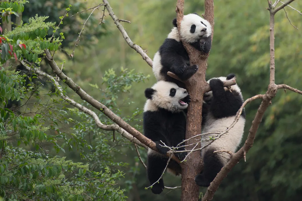 baby pandas