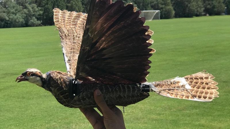 Drone that flies sales like a bird