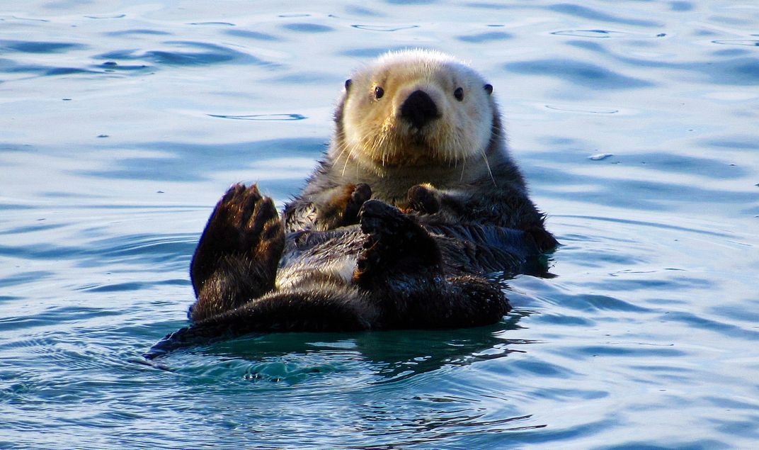 Otter in Cordova, Alaska | Smithsonian Photo Contest | Smithsonian Magazine