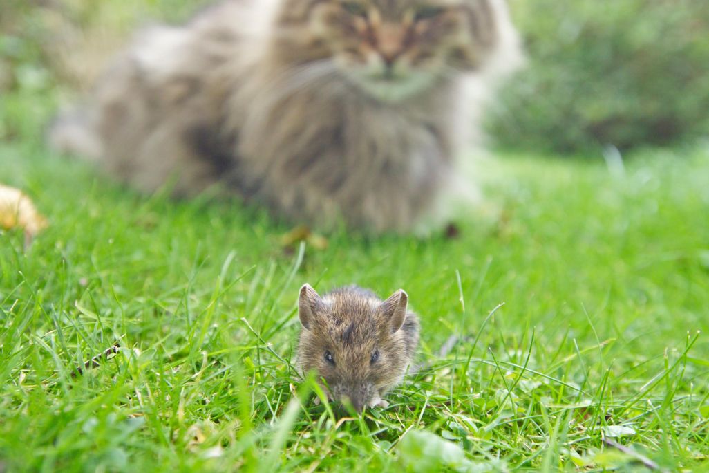 Cat watching mouse