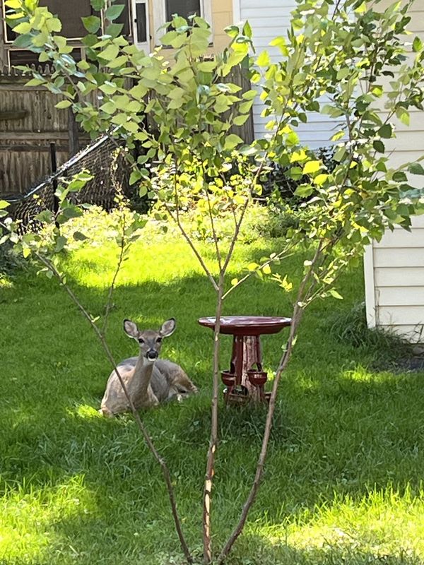 Deer chilling in the shade of my urban backyard thumbnail