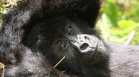 Some fossil evidence indicates the common ancestor of gorillas (shown), chimpanzees and humans came from Europe.