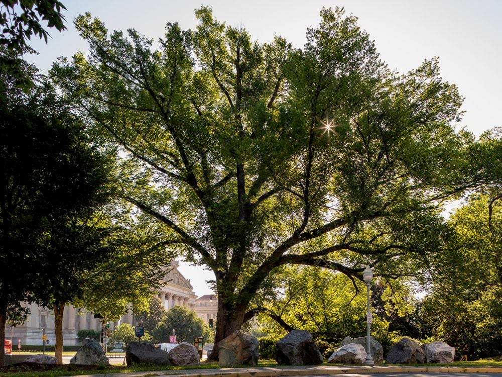 A large elm tree with branches full of green leaves stands in the sunlight