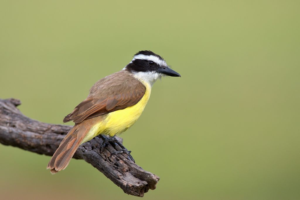 Bird with yellow feathers on belly