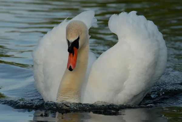 Mute Swan, Presqu'ille Provincial Park, Ontario Canada thumbnail