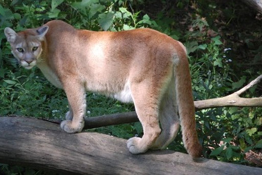 The mountain lion is one of the most common large cats but also one of the hardest to see.