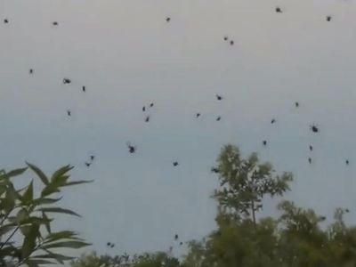 Footage from Brazil's "spider rain."