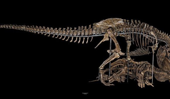 The Nation’s T. rex decapitating a Triceratops in its new pose as the centerpiece of the David H. Koch Hall of Fossils – Deep Time, a 31,000-square-foot dinosaur and fossil exhibit slated to open June 8, 2019. (Smithsonian Institution)