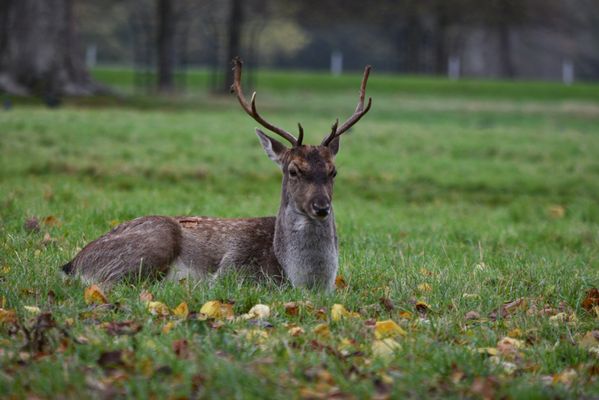 A deer resting on the grass thumbnail