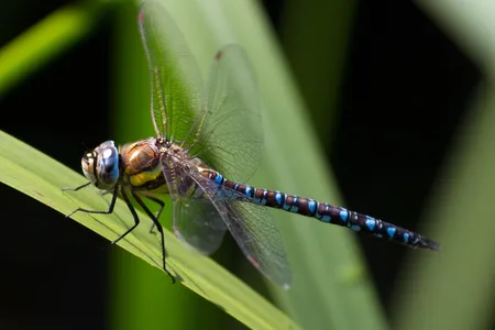If only artificial dragonflies had the staying power of real ones.