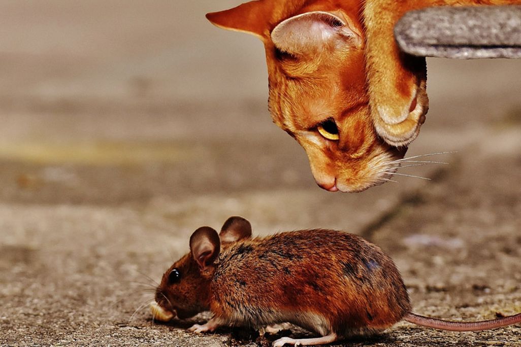 cat-sniffing-mouse.jpg