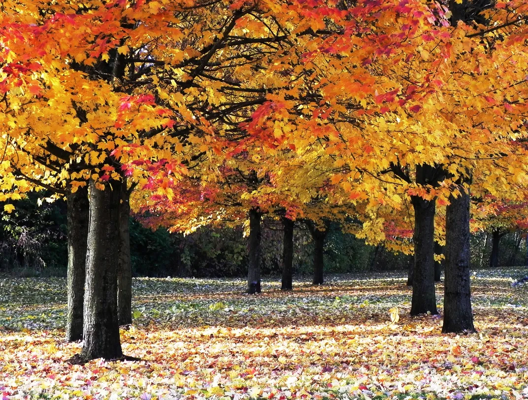 Colors of Fall! | Smithsonian Photo Contest | Smithsonian Magazine