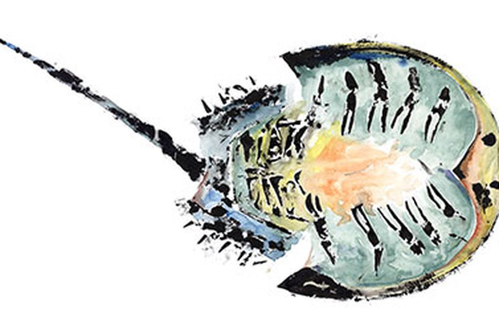 Horseshoe crab