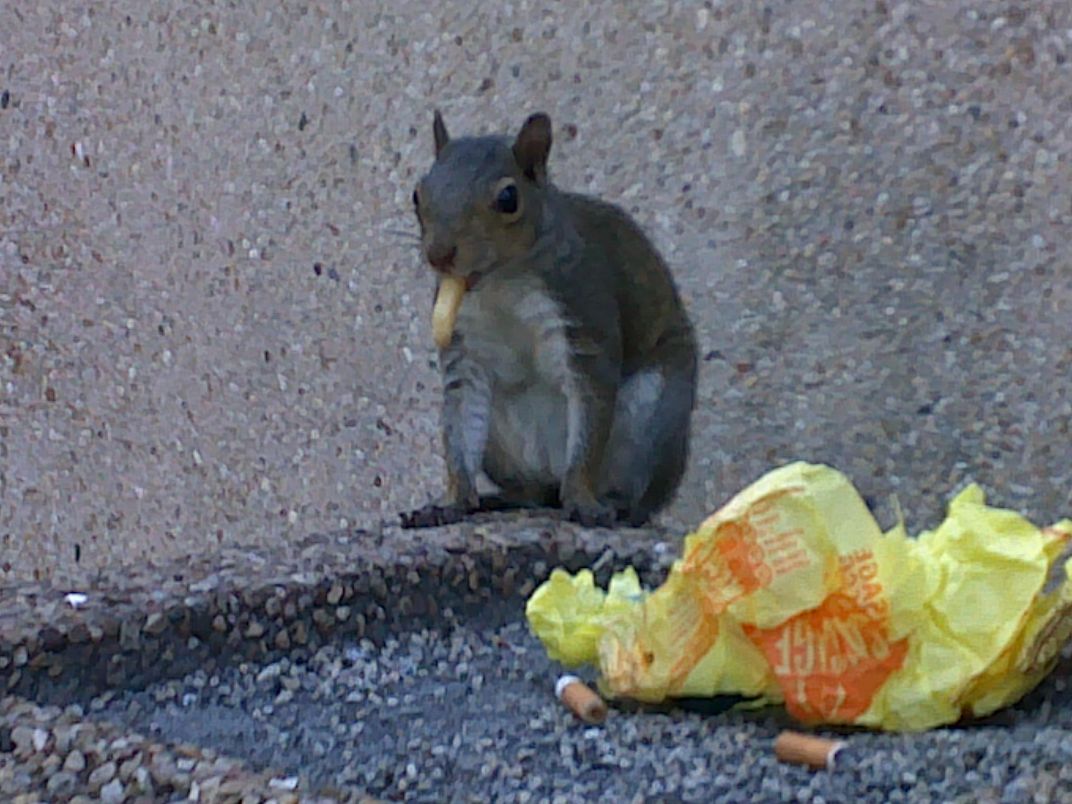 A squirrel eating a french fry from the trash can. Smithsonian Photo Contest Smithsonian