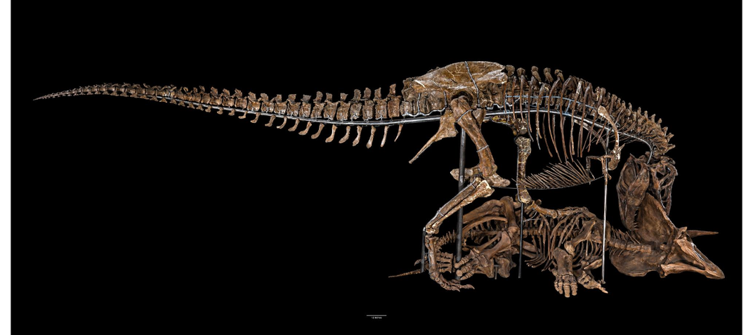 T. rex skeleton eating a triceratops skeleton on black background