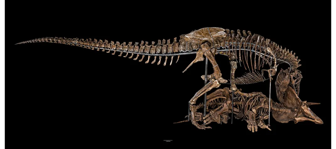 Confirmed: Fossilized T. Rex was expectant mother, Science