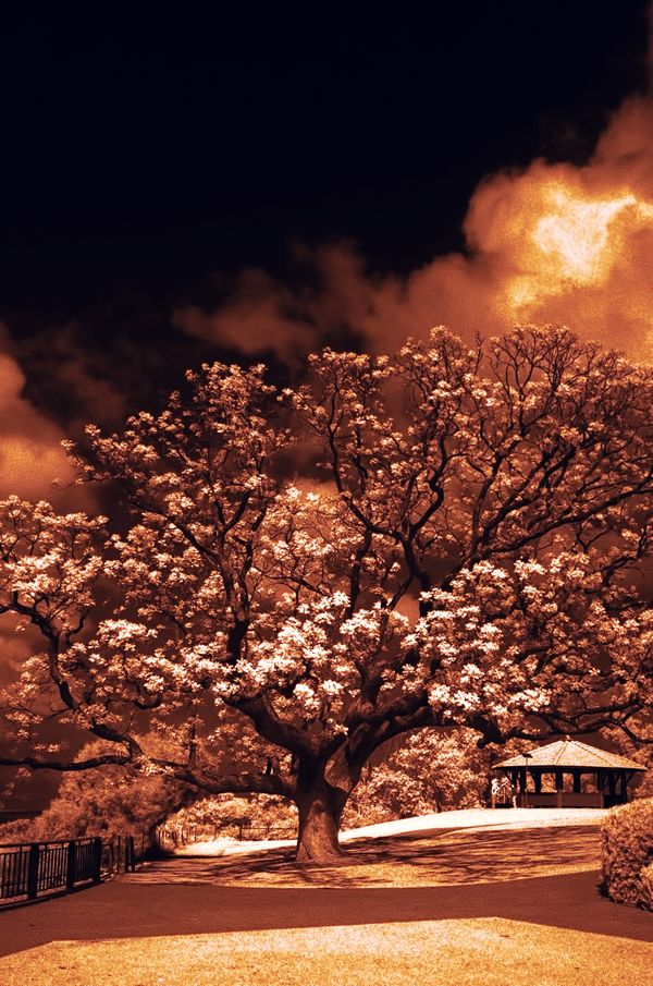 Botanic Gardens Invisible Light thumbnail