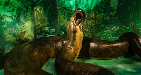 The model of Titanoboa will be on view at the Natural History museum starting tomorrow.