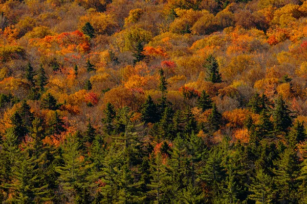 Foliage from Kancamagus Highway, New Hampshire thumbnail