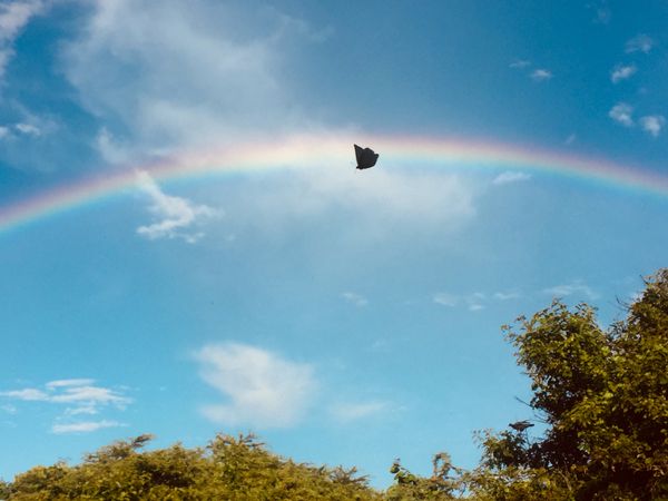 Butterfly and rainbow, a happy sky thumbnail