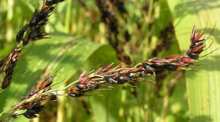 Sweet sorghum may be grown for biofuel